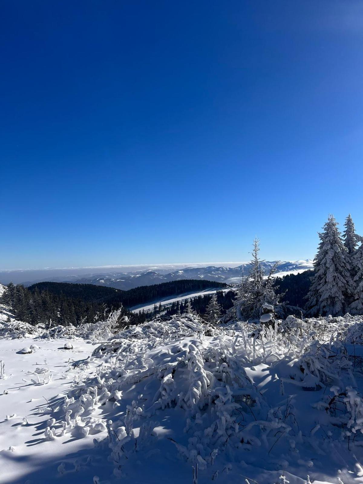 Woodside Apartment M Kopaonik Free Parking Bagian luar foto